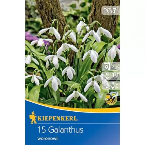 Hóvirág hagyma Galanthus woronowii 15db/cs